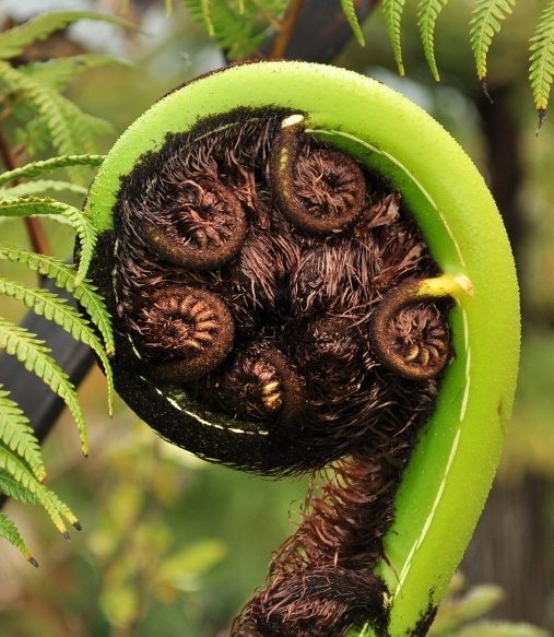 Lydia's Mad about NZ!